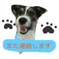 [LINEスタンプ] ジャックラッセルテリアのベル太郎さん2