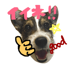 [LINEスタンプ] ジャックラッセルテリアのベル太郎さん