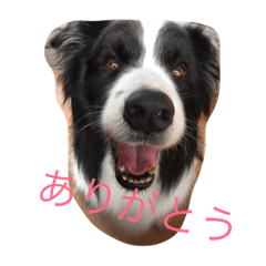 [LINEスタンプ] 我が家クゥー