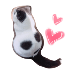 [LINEスタンプ] スコティッシュフォールドのチーちゃん2