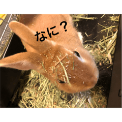 [LINEスタンプ] うさぎ M
