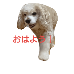 [LINEスタンプ] アメコカ 〜日常〜