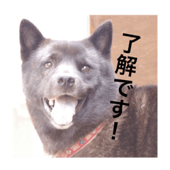 [LINEスタンプ] 日本犬 甲斐犬 くーちゃん 写真スタンプの画像（メイン）