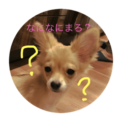 [LINEスタンプ] 犬のマロン