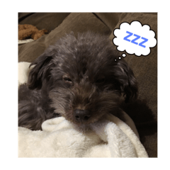 [LINEスタンプ] 堀犬太郎の毎日