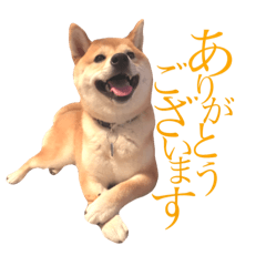 [LINEスタンプ] 敬語で挨拶 柴犬はな 冬編