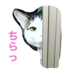 [LINEスタンプ] イタズラ猫のマロンちゃん
