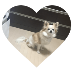 [LINEスタンプ] チワワ。ちゃぴお