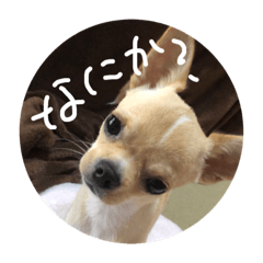 [LINEスタンプ] こてこて