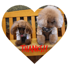 [LINEスタンプ] Love...Toypoodle！