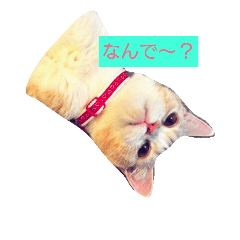 [LINEスタンプ] omotichan