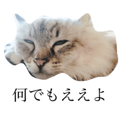 [LINEスタンプ] 大阪弁のネコ