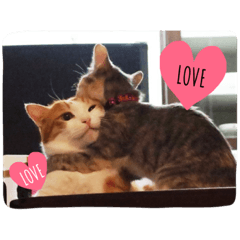 [LINEスタンプ] choco＆luna