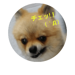 [LINEスタンプ] ちろるちゃん