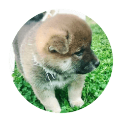 [LINEスタンプ] 柴犬たんご