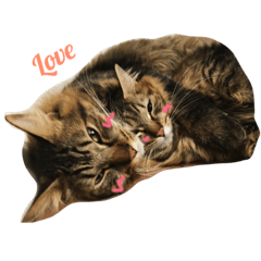 [LINEスタンプ] わが家のねこさま
