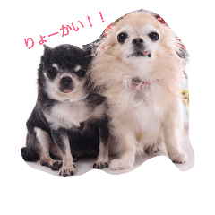 [LINEスタンプ] チワワのゴンちゃんGo！Go！Go！