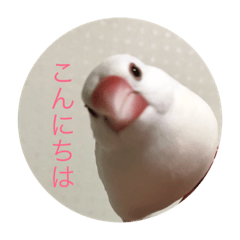 [LINEスタンプ] 文鳥のみるくちゃん