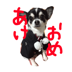 [LINEスタンプ] 白黒チワワ けんけん