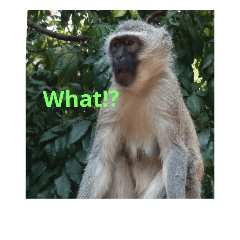 [LINEスタンプ] African Animalss