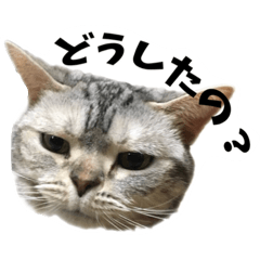 [LINEスタンプ] 猫のみゅう