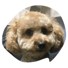 [LINEスタンプ] i_am dog.