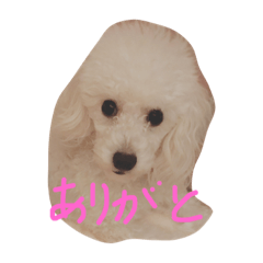 [LINEスタンプ] 犬の気持ち・ひとこと