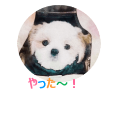 [LINEスタンプ] Lucky Shih Tzu