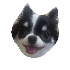 [LINEスタンプ] Chihuahua/koko