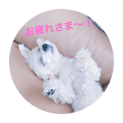 [LINEスタンプ] マシュー君 1