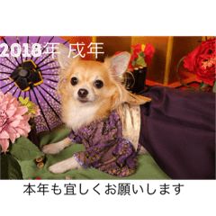 [LINEスタンプ] Chihuahua na Ramune