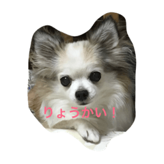 [LINEスタンプ] ハッピーの日常