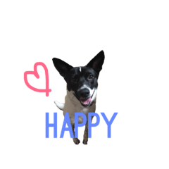 [LINEスタンプ] かわいいお犬様スタンプ