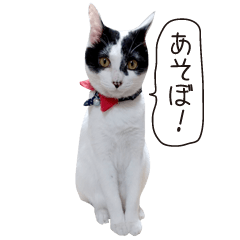 [LINEスタンプ] Daily life's greeting stamp of a cat