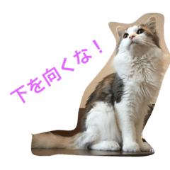[LINEスタンプ] ノルジャンのくー その3