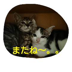 [LINEスタンプ] サンナナ