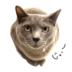 [LINEスタンプ] うちの実家のねこ