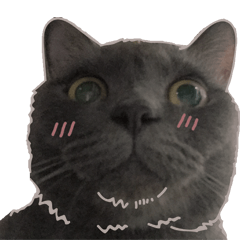 [LINEスタンプ] TaoTao Cat