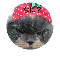 [LINEスタンプ] hat cat cute