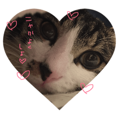 [LINEスタンプ] ねこテト＊ふゆ