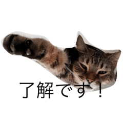 [LINEスタンプ] 川崎さんちの猫の画像（メイン）