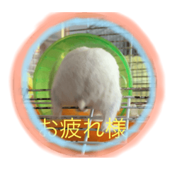 [LINEスタンプ] 可愛い動物ハムスター