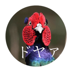 [LINEスタンプ] いろ鳥どりスタンプ