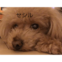 [LINEスタンプ] トイプードルのセシルちゃん