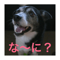 [LINEスタンプ] MIX犬★食いしん坊くぅの日常【青春編】