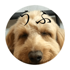 [LINEスタンプ] ダックスとミックス