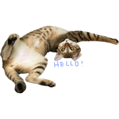 [LINEスタンプ] I am Bow Bow