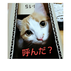 [LINEスタンプ] pinkkittycat