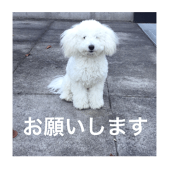 [LINEスタンプ] おくたにバニラ