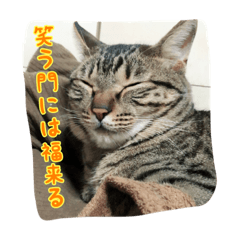 [LINEスタンプ] 我が家の3ニャンズ3